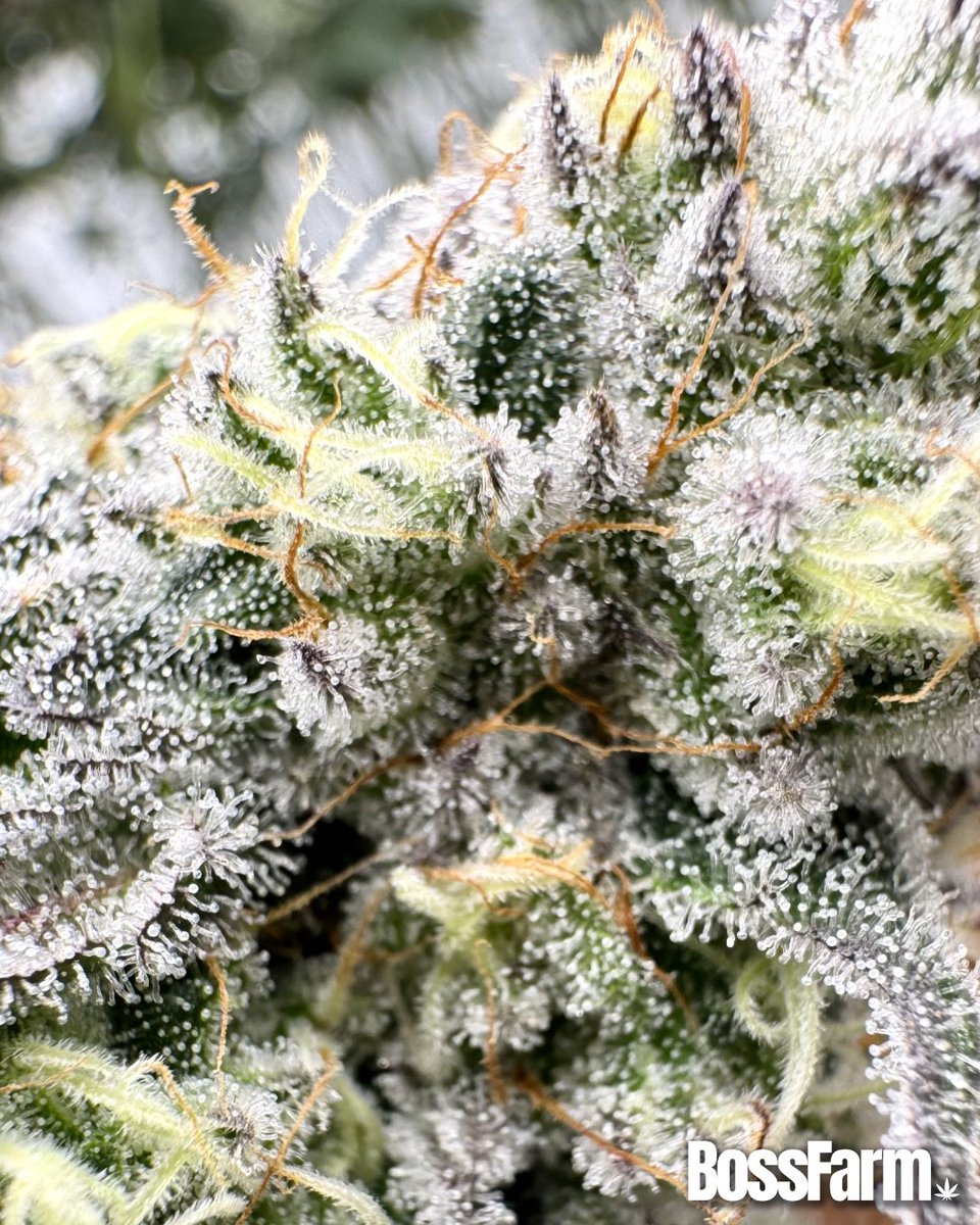 BossfarmTH's tweet photo. We don’t just check trichomes.
We live in trichome vision.
Frost is a lifestyle.

#BossFarm #WeGrowLikeABoss #FarmLife https://t.co/BPa8rVtc5l