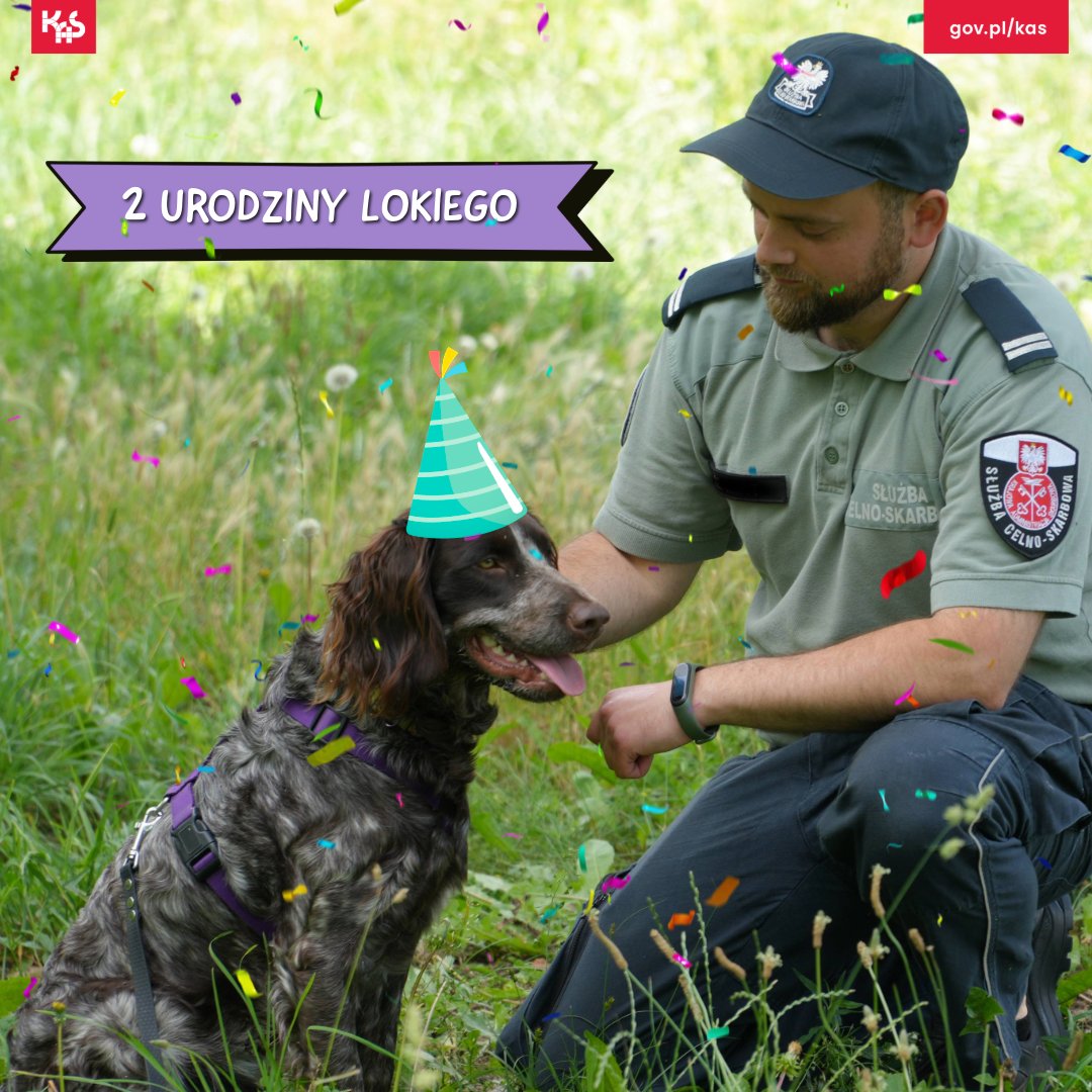 KAS_Poznan's tweet photo. Nasz 🐕 funkcjonariusz Loki z #PsyKAS świętuje dziś swoje 2⃣ urodziny🎉. W tym wyjątkowym dniu życzymy mu jeszcze więcej wywąchanych sukcesów i cudownego psiego życia🐾 https://t.co/07mjLii5ZA
