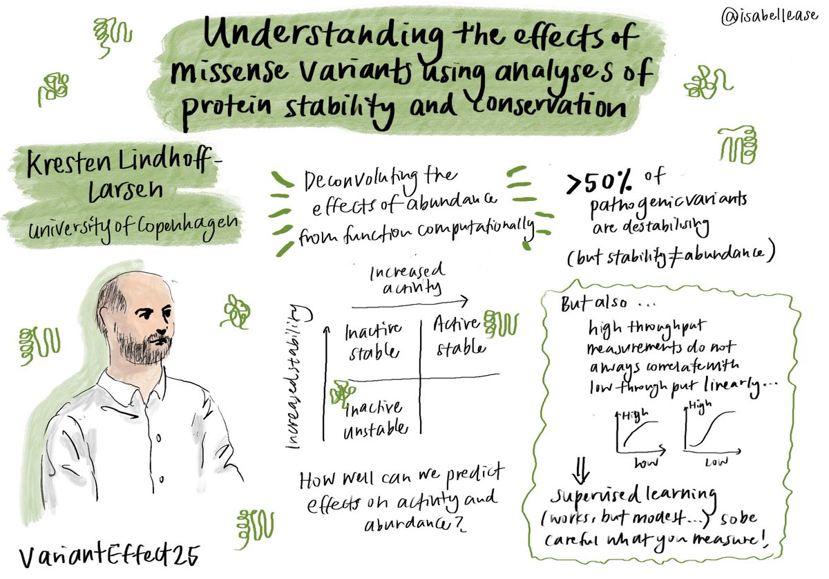 Kresten Lindhoff-Larsen at #VariantEffect25