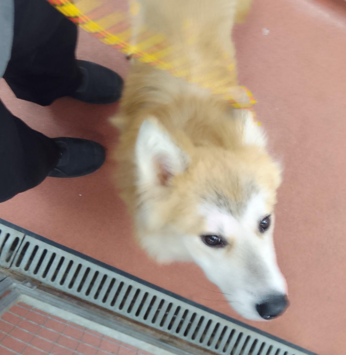 Please retweet to help find the owner or a rescue shelter space for this stray dog found  #Greenwich  #London #UK  21 May 2025
Now in a council pound for 7 days, facing 'euthanasia' unless a shelter space can be found.
Male Husky Cross, not chipped.
Proof of ownership required.