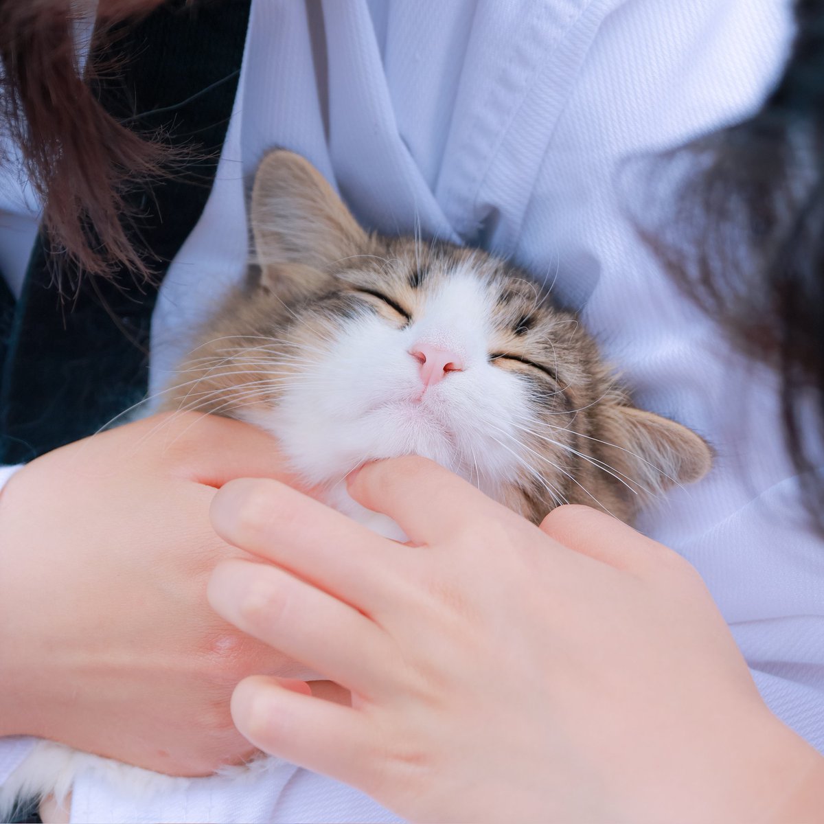 mechanic204's tweet image. 2025.05.23

#canon #캐논 #미러리스 #스냅사진 #고양이사진