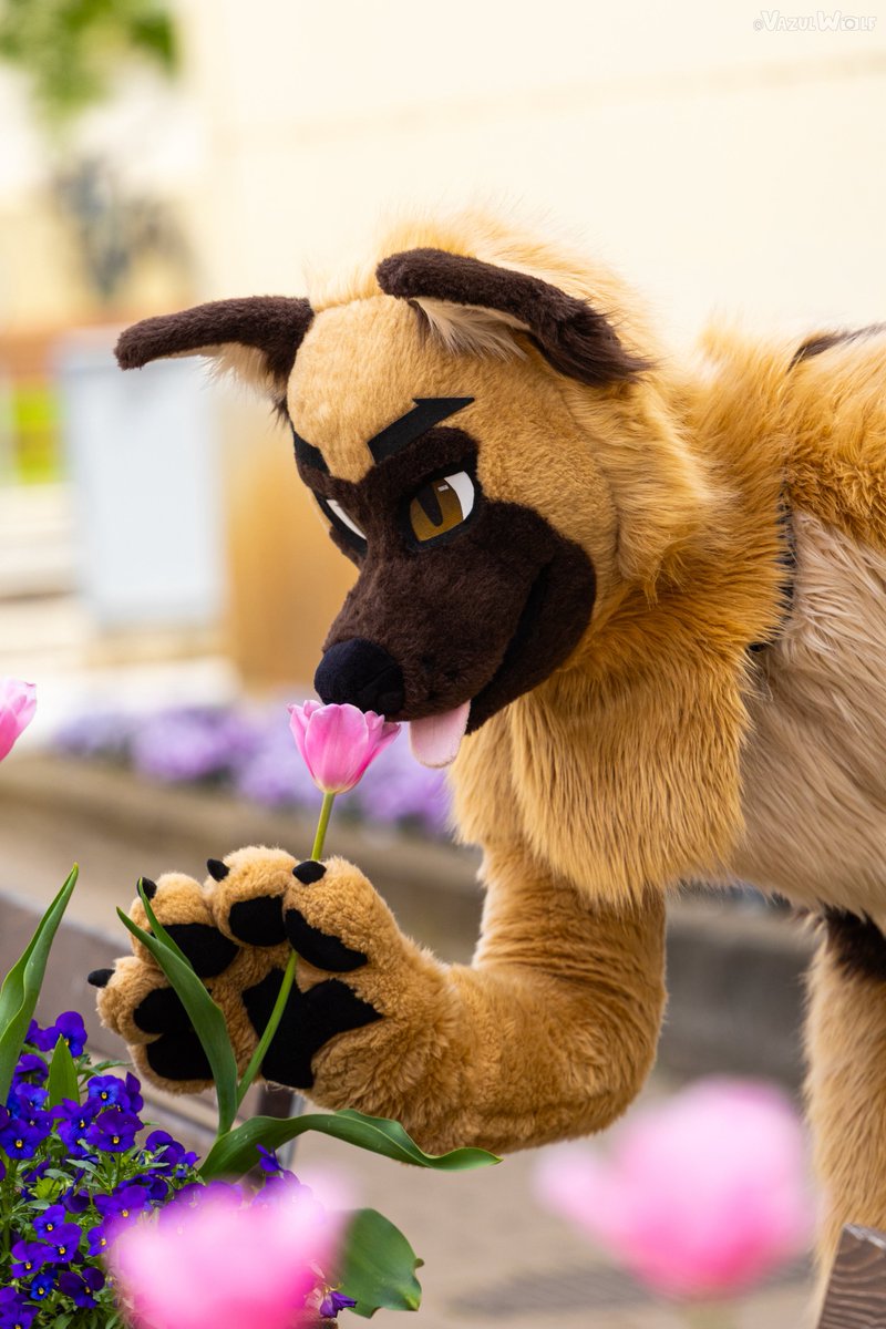 Smell the Flowers. 🌸

🐶:<a href="/Treff_GSD/">Treff</a> 
#SpringFurs2025