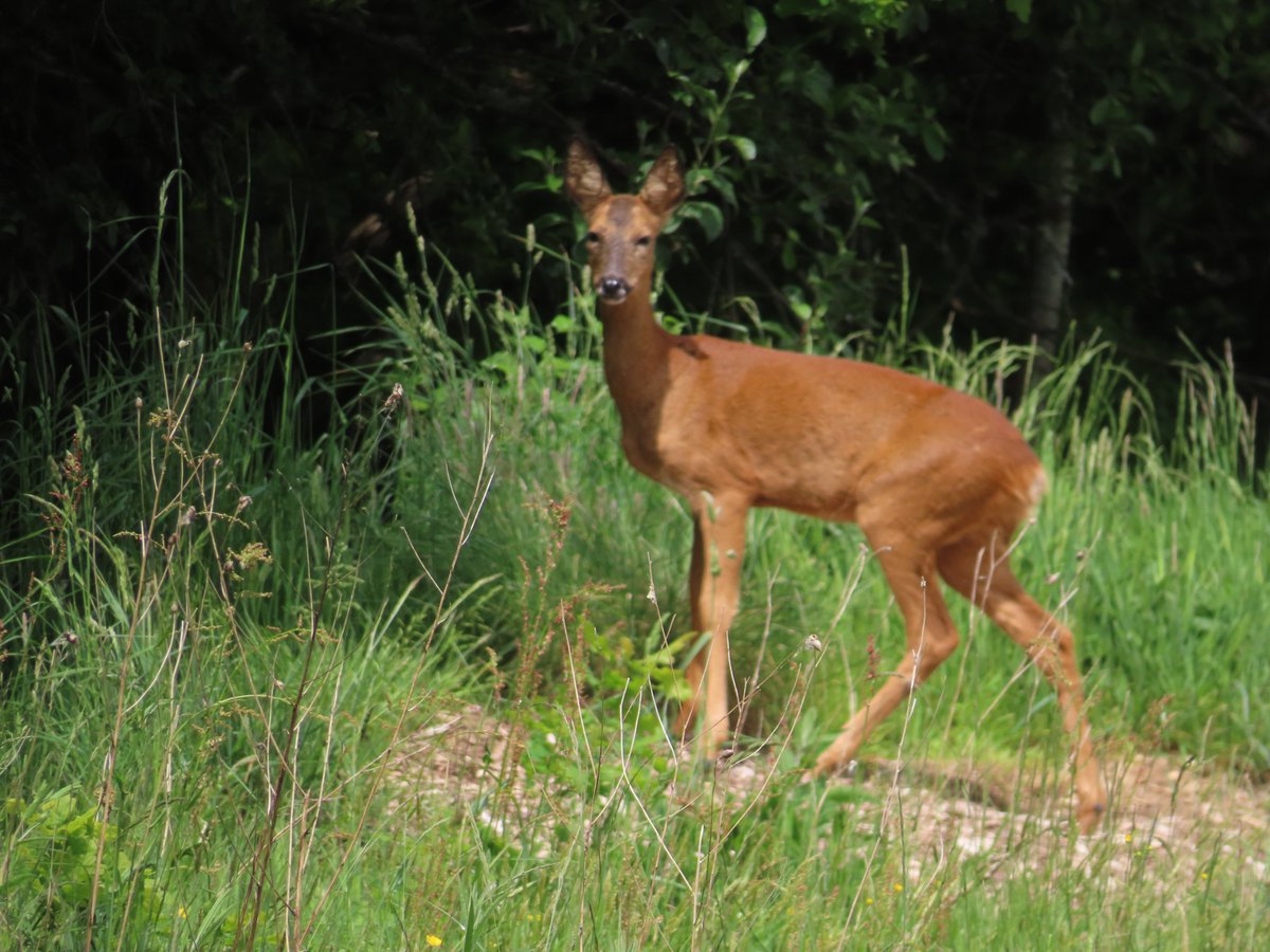 yesterday I met a chestnut coloured beauty .. a Roe deer doe at the edge of a wood in Hampshire