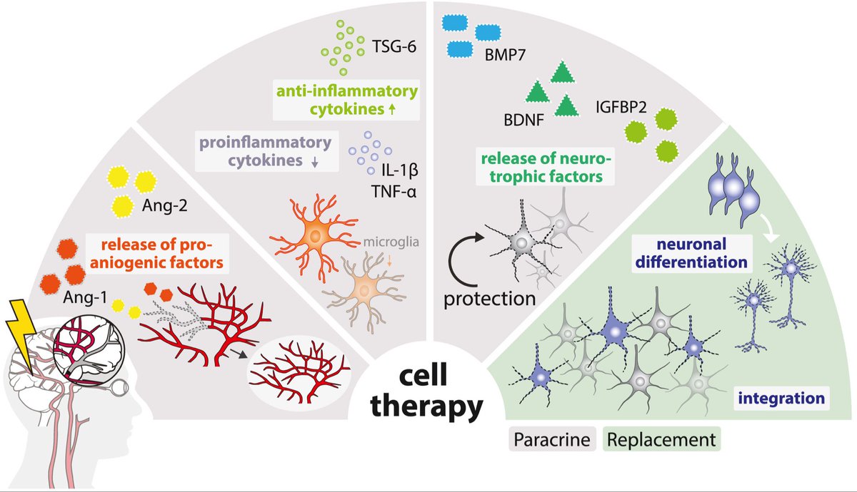 Our most recent review on how neural stem cell therapy promotes brain repair after stroke <a href="/stemcellreports/">StemCellReports</a> <a href="/ISSCR/">ISSCR</a> 

Here the summary: