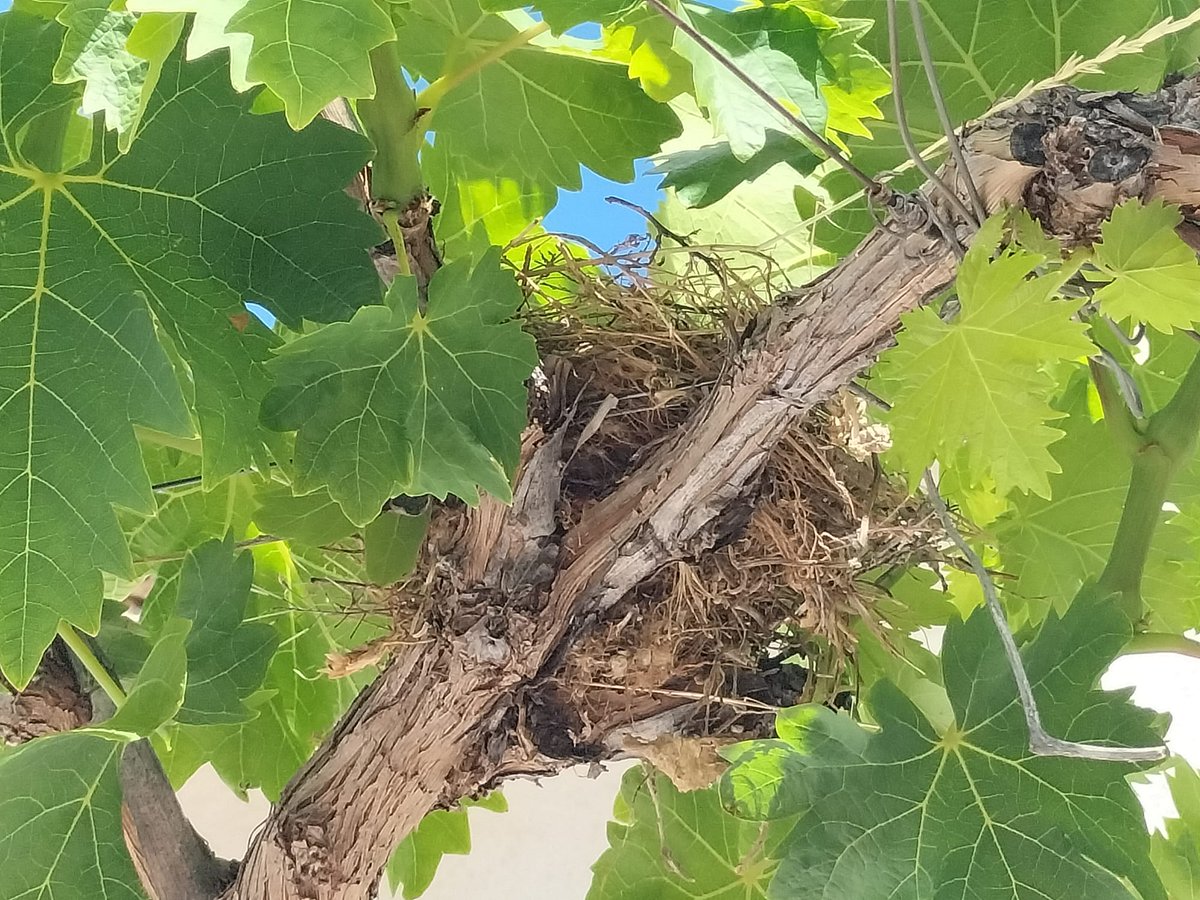 Los nidos de las parras