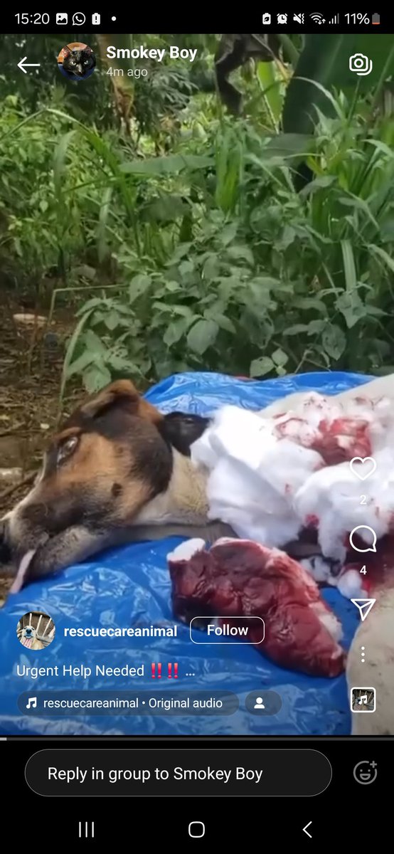 NicolaLynch's tweet photo. @instagram @catsofinstagram 

INSTAGRAM. WHY THE HELL ARE YOU ALLOWIKG SO MANY BURNT ANIMALS AND ANIMALS BEING 'OPERATED ON' AWAKE. ITS A SCAM FOR DONATIONS. YOU'RE A SICK COMPANY YOU NEVER TAKE THEM DOWN https://t.co/GkFNm8xiz8