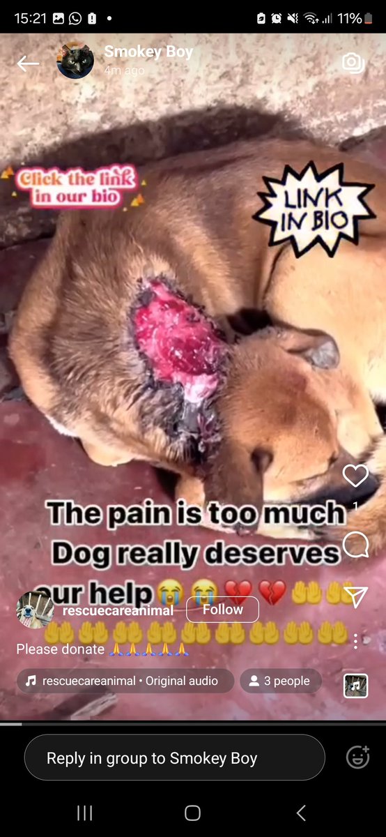 NicolaLynch's tweet photo. @instagram @catsofinstagram 

INSTAGRAM. WHY THE HELL ARE YOU ALLOWIKG SO MANY BURNT ANIMALS AND ANIMALS BEING 'OPERATED ON' AWAKE. ITS A SCAM FOR DONATIONS. YOU'RE A SICK COMPANY YOU NEVER TAKE THEM DOWN https://t.co/GkFNm8xiz8