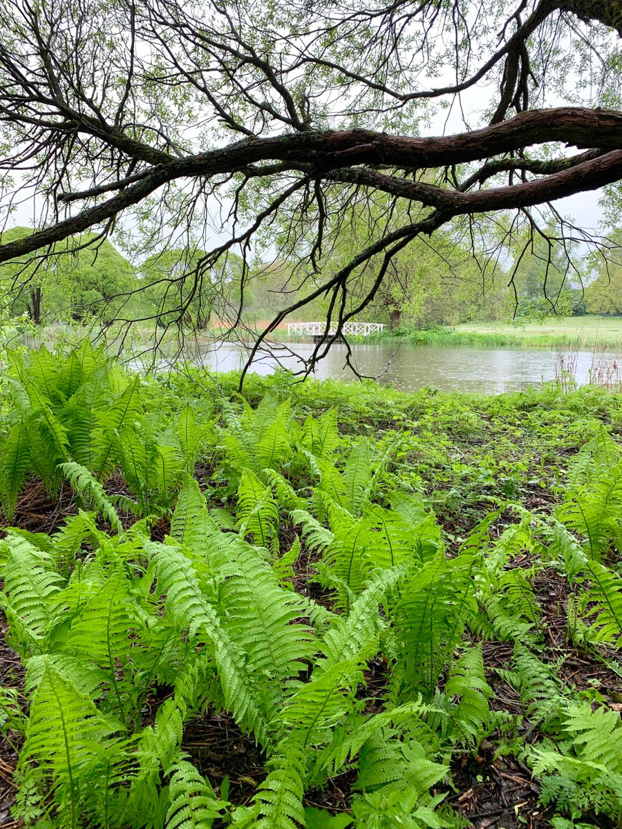 kosonenhenna's tweet photo. Luonto on vielä keväänvihreä 🌱
Nature wearing spring green 💚
Hyvää viikonloppua!
Have a nice weekend!
Bon week-end!
#nature #spring #springgreen #Finland https://t.co/csBDywcIdj