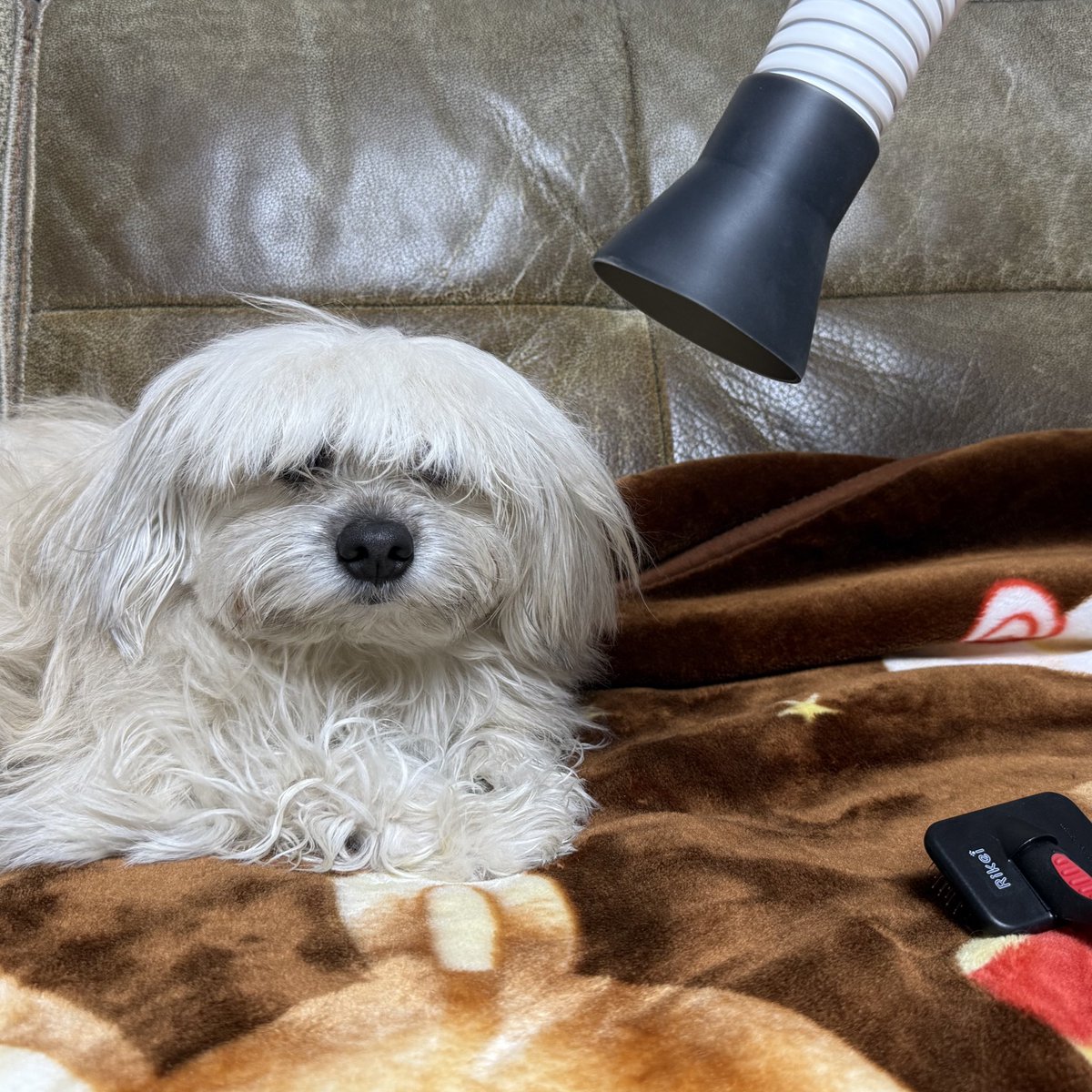I_am_Me_OoO's tweet photo. 강아지의 삶이란거
생각보다 쉽지 않아 https://t.co/xGi8PhU12W