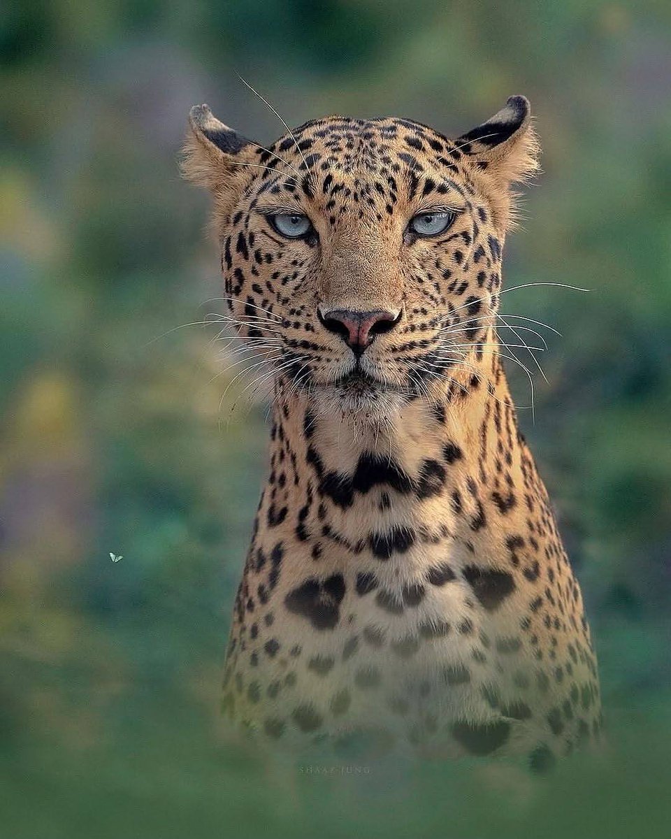 SMNK1972's tweet photo. A queen if ever there was one. Wow one of the most stunning leopards I have ever seen. Credit to @venueearth https://t.co/yUISTnqUNJ