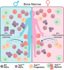 Keisuke Ito_Lab (@the_ito_lab) on Twitter photo Excited to see the first commentary in Exp Hematology (<a href="/ISEHSociety/">ISEH</a>)! Kudos to Aishwarya <a href="/akrish0294/">Aishwarya Krishnan</a>, Linde <a href="/lindemilesphd/">Linde Miles</a> and Grant <a href="/challenlab/">Grant Challen</a> for highlighting recent papers in <a href="/ELShematology/">Elsevier Hematology</a> on cell-extrinsic factors in Tet2-mutant clonal hematopoiesis. bit.ly/4k3pEAI Excited to see the first commentary in Exp Hematology (<a href="/ISEHSociety/">ISEH</a>)! Kudos to Aishwarya <a href="/akrish0294/">Aishwarya Krishnan</a>, Linde <a href="/lindemilesphd/">Linde Miles</a> and Grant <a href="/challenlab/">Grant Challen</a> for highlighting recent papers in <a href="/ELShematology/">Elsevier Hematology</a> on cell-extrinsic factors in Tet2-mutant clonal hematopoiesis. bit.ly/4k3pEAI