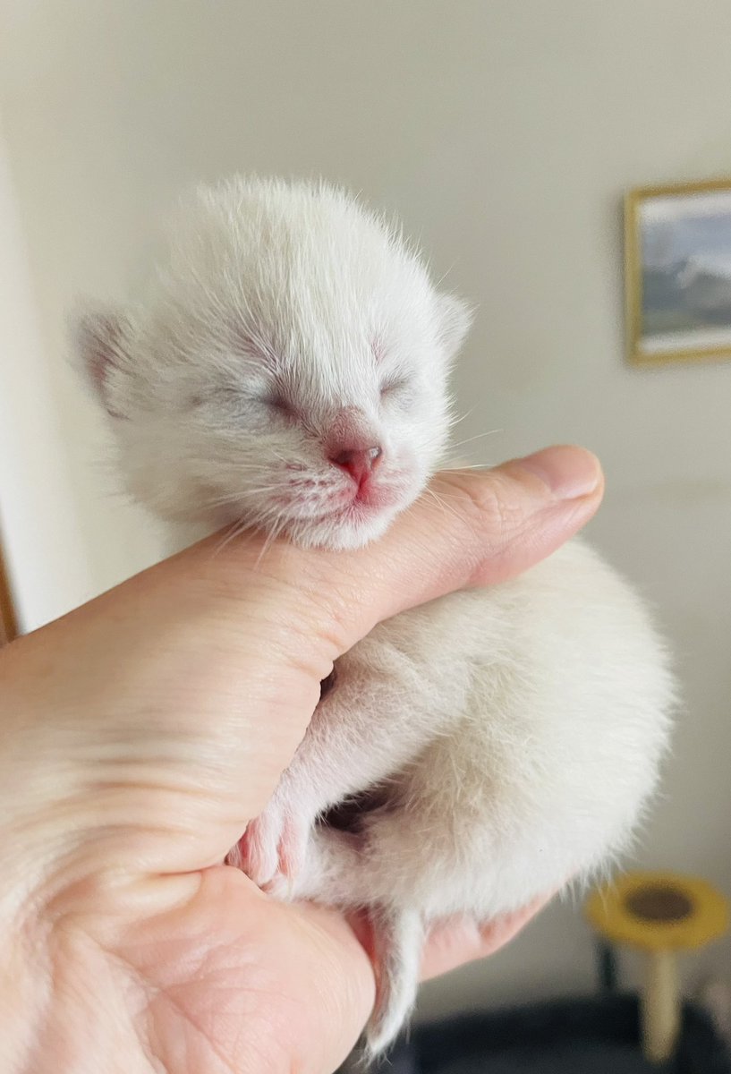 zmlsana's tweet photo. #mandorla bude mít jistě očka jako mandličky, krásné po mamince 🤍 https://t.co/igoWBWssmS