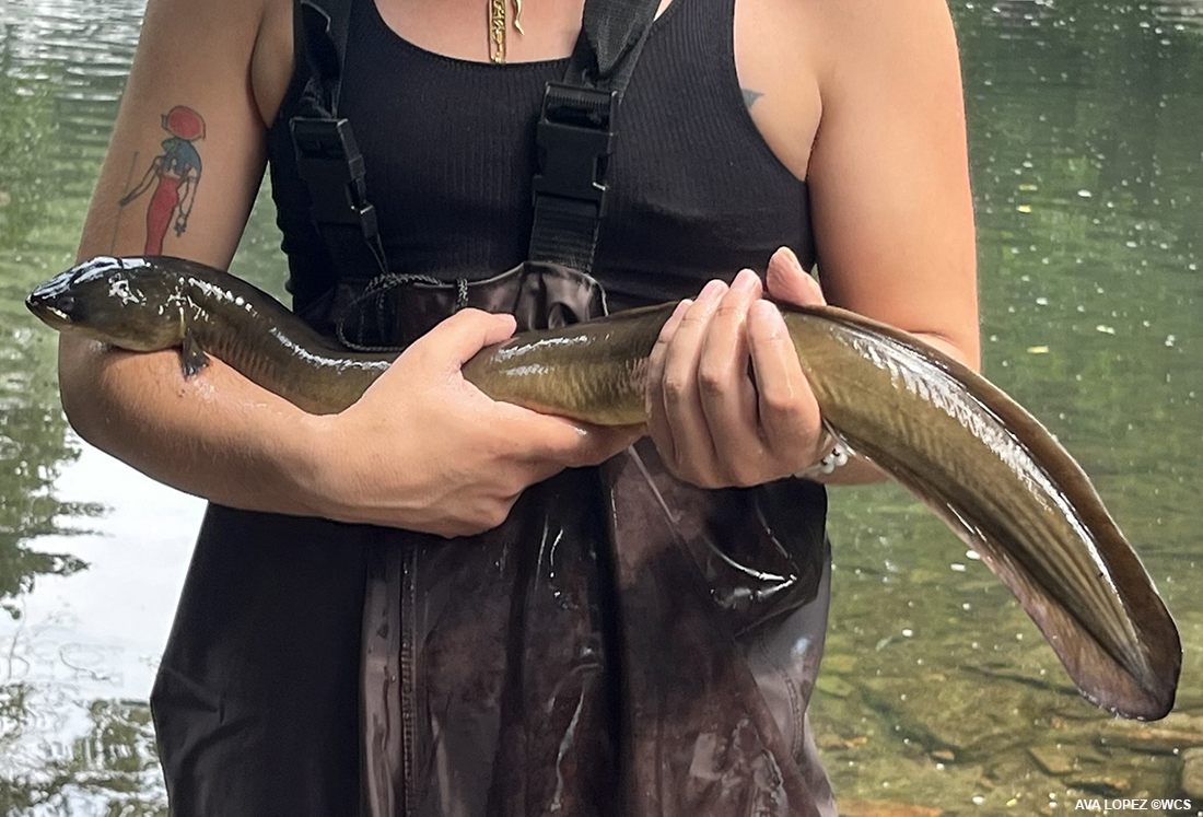 juliellarsen (@julie_l_larsen) on Twitter photo #WCSWildView: The Slimy Life Coach
blog.wcs.org/photo/2025/05/…
#eels #bronxriver <a href="/wcseducation/">WCS Education</a> #WCSWildView: The Slimy Life Coach
blog.wcs.org/photo/2025/05/…
#eels #bronxriver <a href="/wcseducation/">WCS Education</a>