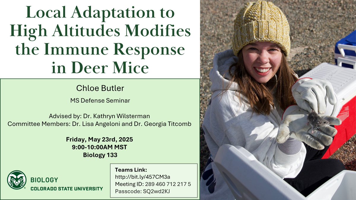 🎓 Happening this morning at CSU!

Chloe Butler presents her MS thesis: "Local Adaptation to High Altitudes Modifies the Immune Response in Deer Mice" 🐭⛰️🧬
📍 Bio 133, 9–10 AM MT
💻 Virtual: bit.ly/457CM3a
🆔 289 460 712 217 5 | 🔒 SQ2wd2KJ

#CSUBiology #MSDefense