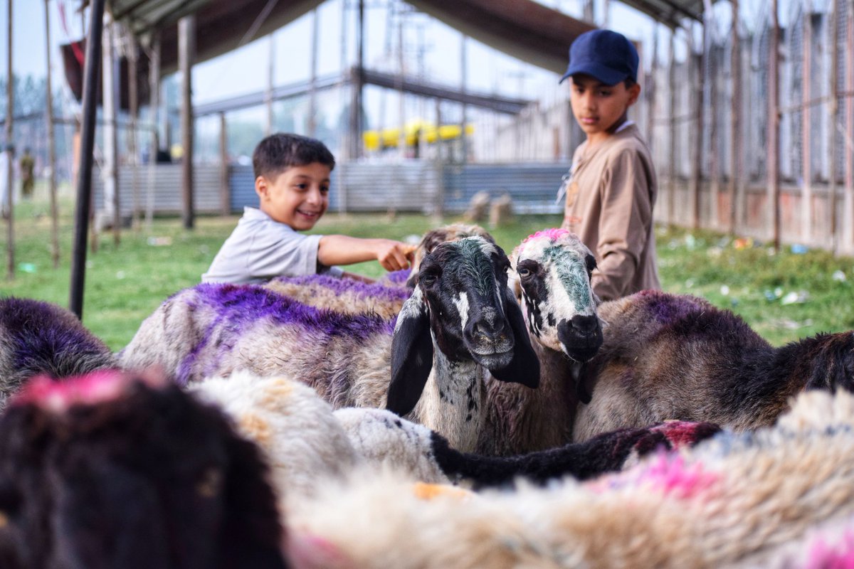 UBAID_MUKHTAR_'s tweet photo. Eidgah Ready, Market Slow : A Different Eid ul Adha in Kashmir. https://t.co/wIIk2EqxoC
