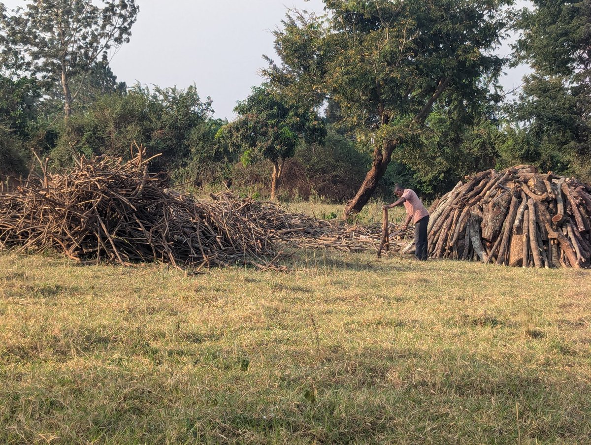 MbabaziFridah's tweet photo. Charcoal burning is silently devastating Ssembabule’s forests—trees are cut down daily,habitats destroyed and the climate crisis worsens.This isn’t just deforestation,it’s a dangerous path we must turn from. It’s time to take a stand and protect what’s left before it’s too late. https://t.co/A1WWu43Y4F