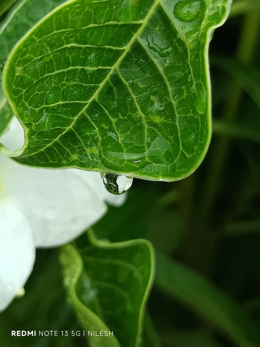 niileshraichura's tweet photo. पानी की बूंद 💧 💧 💧 

#theme_pic_India_droplets https://t.co/097qze9Doy