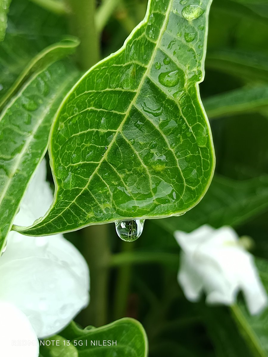 niileshraichura's tweet photo. पानी की बूंद 💧 💧 💧 

#theme_pic_India_droplets https://t.co/097qze9Doy