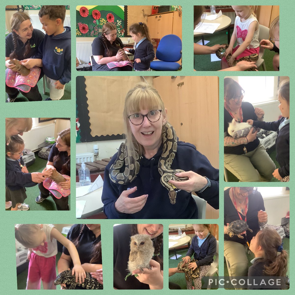 meadowbanksch's tweet photo. #MbButtercupclass had a lovely visit from #animalcwtch today. Both children and staff loved meeting the animals. 🐇🦎🐍 #nature #animals #happychildren. https://t.co/QBhQdbDWUk