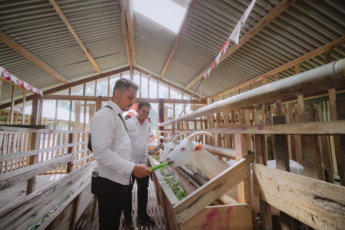 Tika_Turkiye's tweet photo. TİKA’dan #Endonezya’nın hayvancılık programına destek

🐑Ulusal Zekât Kurumu BAZNAS’ın hayvan yetiştirme merkezlerine, dorper cinsi koyunlar, sağmal inekler ve yem işleme makineleri temin edildi.

↪️Projeyle kırsal bölgelerde geçimini hayvancılıkla sağlayan 1289 aileye destek verilirken, #Filistin’e de çok sayıda kurbanlık ulaştırıldı.