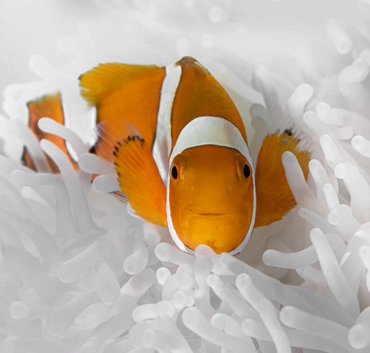 Sciences at Newcastle (@sciencesncl) on Twitter photo Shrinking Nemo - New research from <a href="/TheresaRueger/">Theresa Rueger</a> finds that clownfish have been shown to shrink in order to survive heat stress and avoid social conflict ๐ ncl.ac.uk/nes/news/news-โฆ Shrinking Nemo - New research from <a href="/TheresaRueger/">Theresa Rueger</a> finds that clownfish have been shown to shrink in order to survive heat stress and avoid social conflict ๐ ncl.ac.uk/nes/news/news-โฆ
