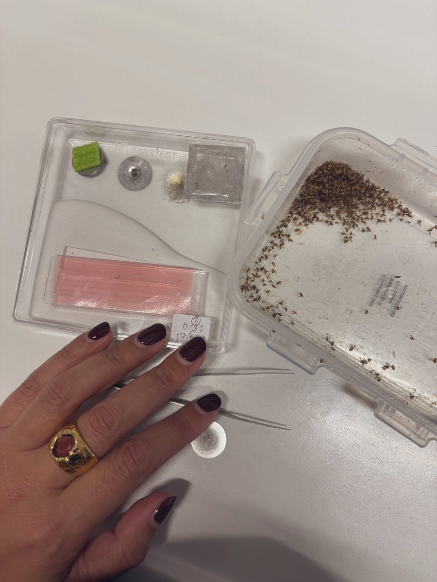 Happy Friday! Feeding my old study species 🪰 to my new study species 🐜