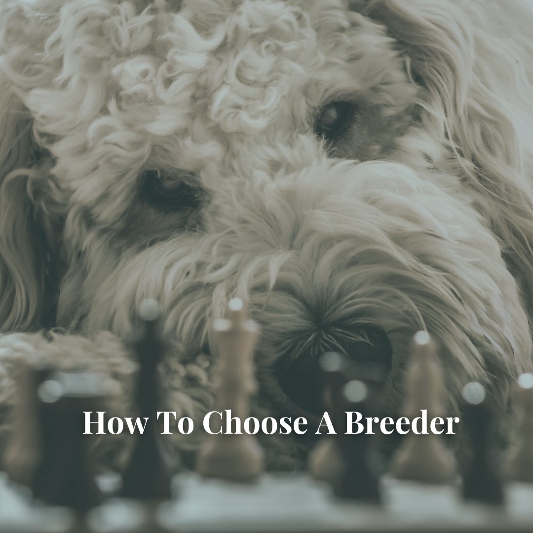 Not all breeders are created equal – and knowing what to ask can make all the difference.

Learn what to look for: bit.ly/4cZU9VC  
.
.
.
#labradoodle #goldendoodle #maryland #dc #northcarolina #charlotte #USA #itsadogslife #dogworld #dailywoof #multigengoldendoodle