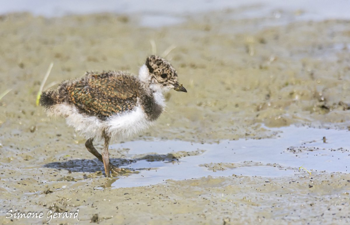 Nog een paar stapjes. Dan is het weekend. Geniet er van.