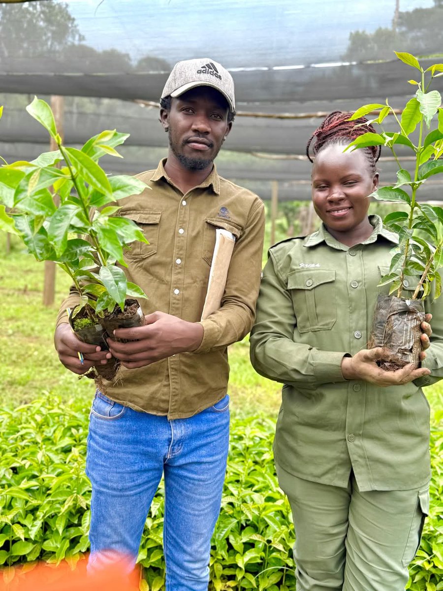 Muge_Cynthia's tweet photo. MAMA NA KAHAWA - PHASE 2.
This afternoon, we successfully distributed coffee seedlings to beneficiaries from Nandihills Ward at Siret Estate, Kipkeibon.
Empowering for Sustainability.
Nandihills Ward, Nandihills Constituency
#CheptiKonyool
#KeepingThePromise https://t.co/8LszLIGixd