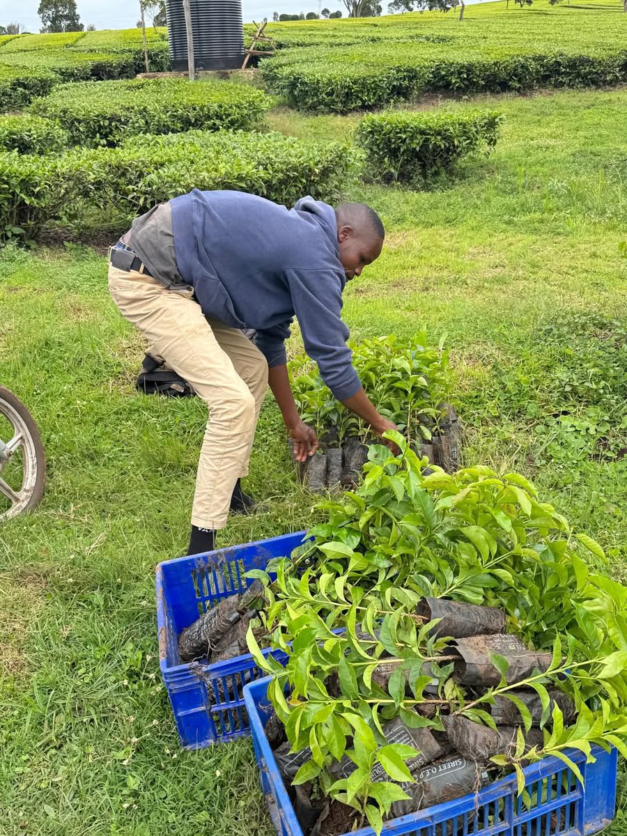 Muge_Cynthia's tweet photo. MAMA NA KAHAWA - PHASE 2.
This afternoon, we successfully distributed coffee seedlings to beneficiaries from Nandihills Ward at Siret Estate, Kipkeibon.
Empowering for Sustainability.
Nandihills Ward, Nandihills Constituency
#CheptiKonyool
#KeepingThePromise https://t.co/8LszLIGixd