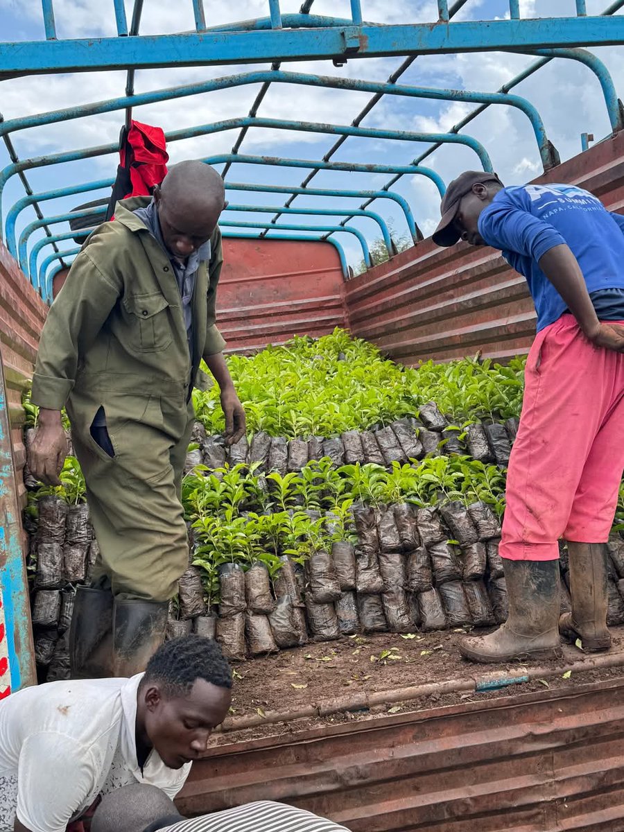 Muge_Cynthia's tweet photo. MAMA NA KAHAWA - PHASE 2.
This afternoon, we successfully distributed coffee seedlings to beneficiaries from Nandihills Ward at Siret Estate, Kipkeibon.
Empowering for Sustainability.
Nandihills Ward, Nandihills Constituency
#CheptiKonyool
#KeepingThePromise https://t.co/8LszLIGixd