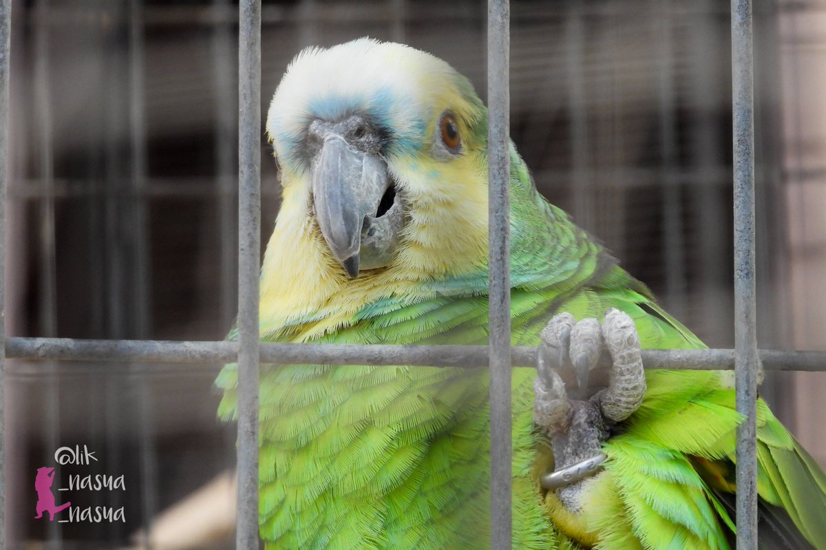lik_nasua_nasua's tweet photo. これは順手♪
#久留米市鳥類センター
#キボウシインコ #アオ♀
#YellowshoulderedAmazon https://t.co/3XlVU4hbjW