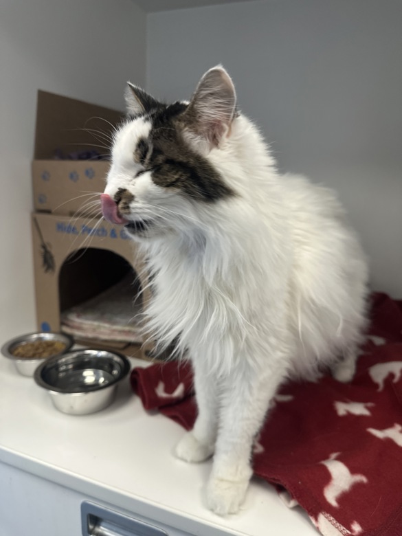 BC SPCA / BCSPCA tweet media