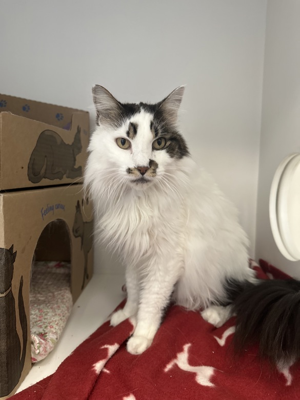 BC SPCA / BCSPCA tweet media