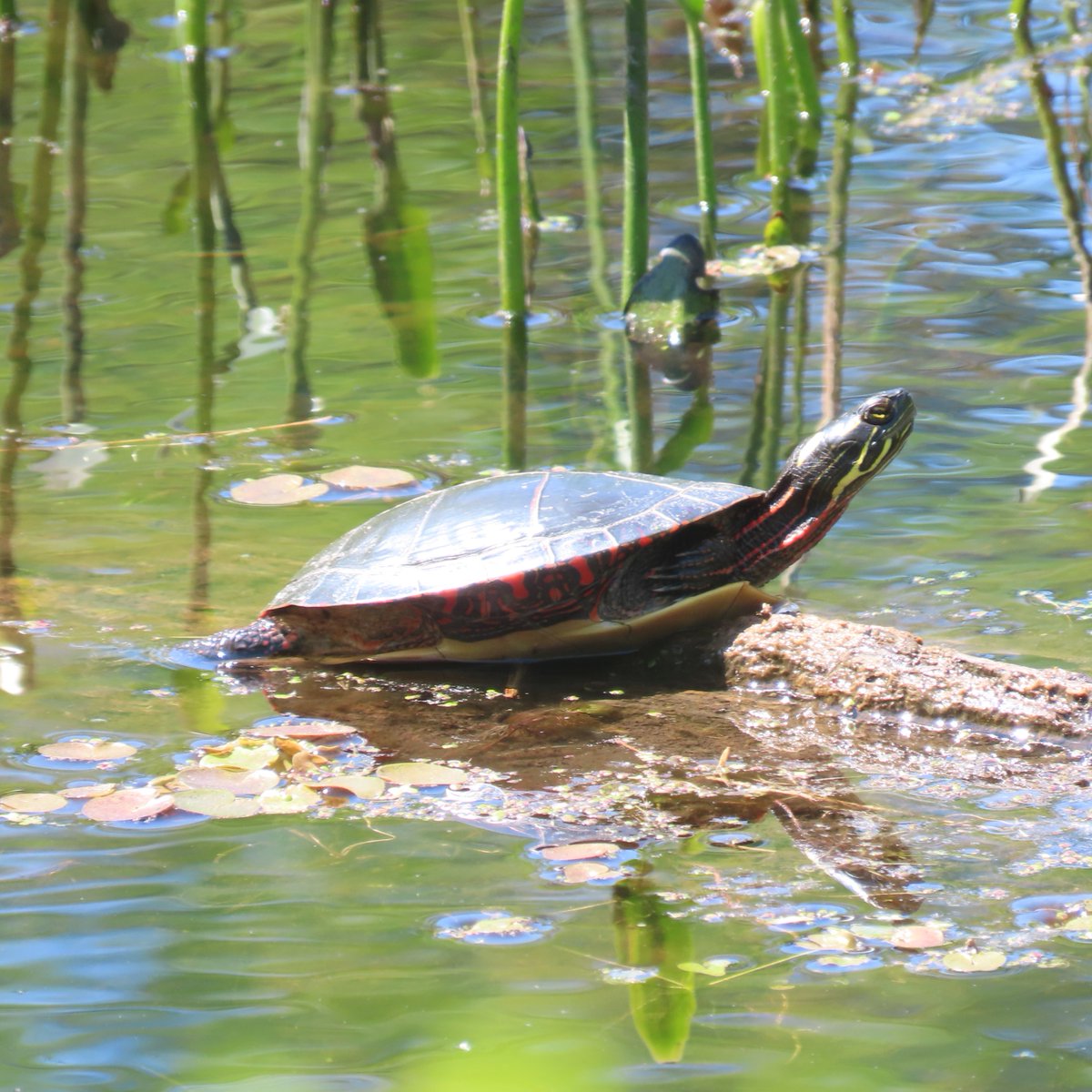 🐢 Happy World Turtle Day! 🐢
Turtles bask in the sun to warm up, just like this Midland Painted Turtle spotted at Quiddity Boardwalk!
📍 Seen any turtles today? Share your pics!
#WorldTurtleDay #SunshineAndShells