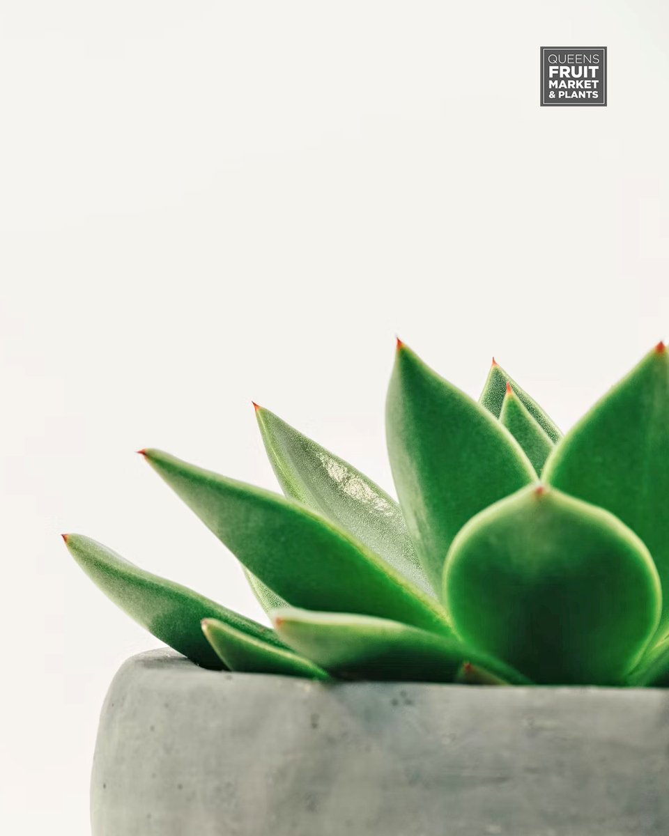 annie__plants's tweet photo. 💥 Spring Promotion 💥

Stop by and get 5 succulents for just $20 and freshen up your space!

Grab yours today, while quantities last!
–
564 Queen St W | #Toronto #YYZ #Succulents #Plants https://t.co/a95BhaWcoo