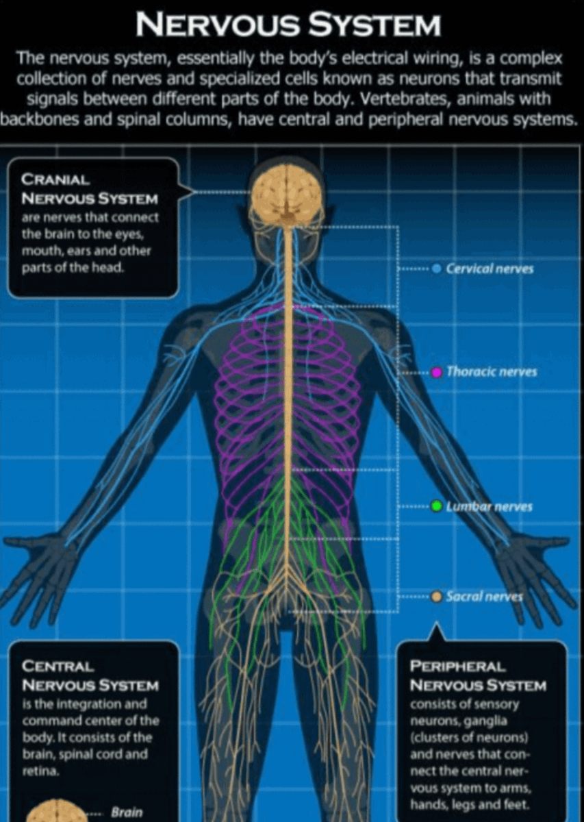 Childhood trauma reshapes your brain, disrupts your biology, and speeds up aging from the inside out.

Here’s how to uncover the hidden root—and start reversing it today (by a PhD psychologist): 🧵
