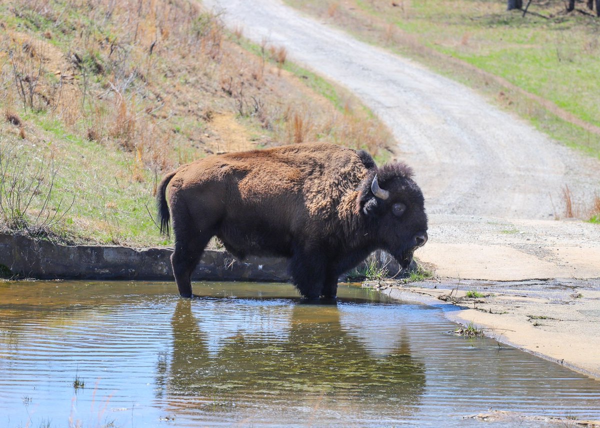 WoolarocMuseum's tweet photo. It's getting to be dip-your-toes weather around here...
#bison #bisonbull #tgif #wildlifepreserve #dipyourtoes https://t.co/bcsvFDw69V