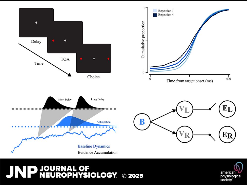 JNeurophysiol's tweet image. New research unveils how our past influences decision-making! Classic models fall short—discover the power of timing predictions!
🧠Read more: ow.ly/Gtrf50VRKOs
@GunnarBlohm @bjcaie #GatedAccumulation #PredictiveProcessing #SaccadicChoice