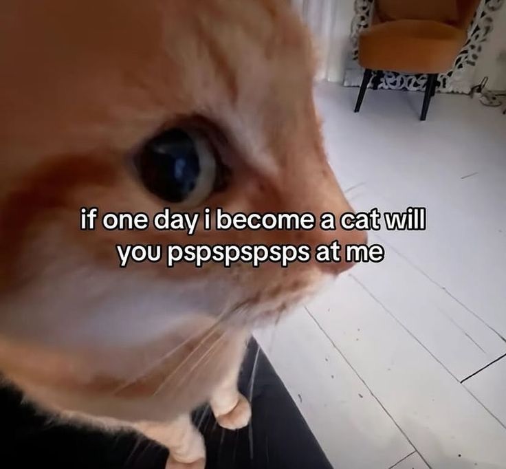 Shoota (@shootacat) on Twitter photo 