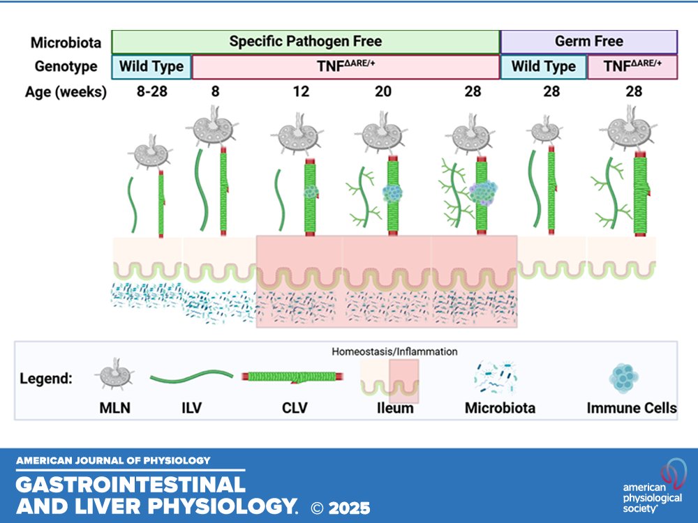 AJP-Gastrointestinal and Liver Physiology (@ajpgi) on Twitter photo 📃"The spatiotemporal development of mesenteric lymphatic changes in the TNFΔARE/+ mouse model of terminal ileitis" by Keith Keane et al.
ow.ly/5v2250VTfUi
<a href="/lymphaddict/">Matthew Stephens</a> #LymphaticVessel #CrohnsDisease #ImmunofluorescenceImaging 📃"The spatiotemporal development of mesenteric lymphatic changes in the TNFΔARE/+ mouse model of terminal ileitis" by Keith Keane et al.
ow.ly/5v2250VTfUi
<a href="/lymphaddict/">Matthew Stephens</a> #LymphaticVessel #CrohnsDisease #ImmunofluorescenceImaging