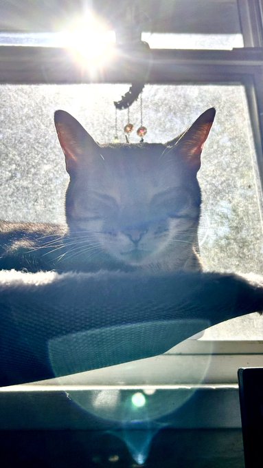 holy_kitty