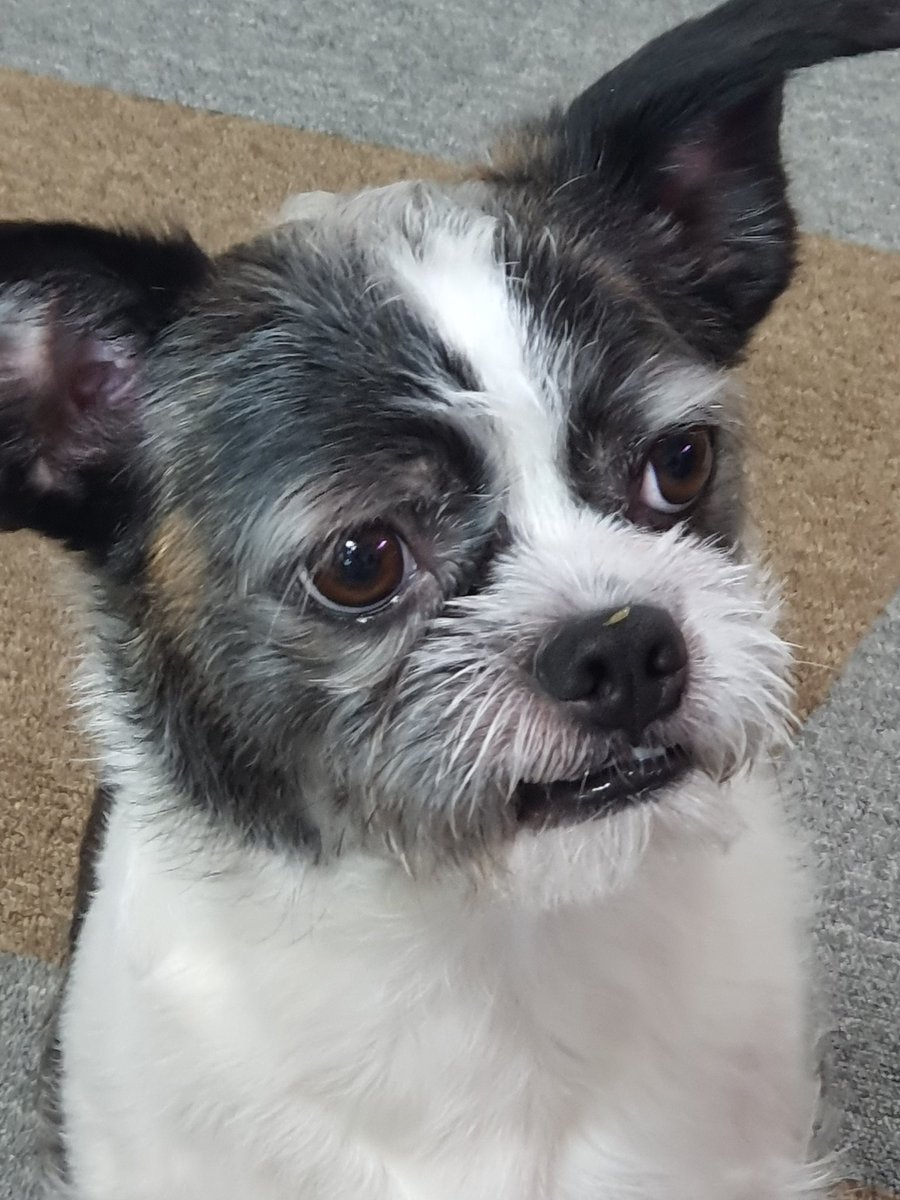 콧등에 귤 알맹이가 붙은 왕찌