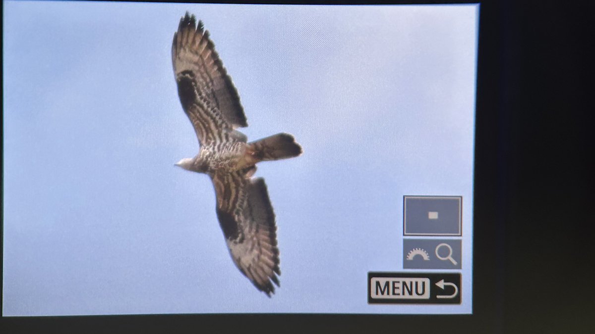 Love some efficient birding. 15 minutes at Welbeck Raptor Watchpoint in Notts early this afternoon after work and this male Honey Buzzard flew right over the road. Some of my best views here. Welcome home! 🏡