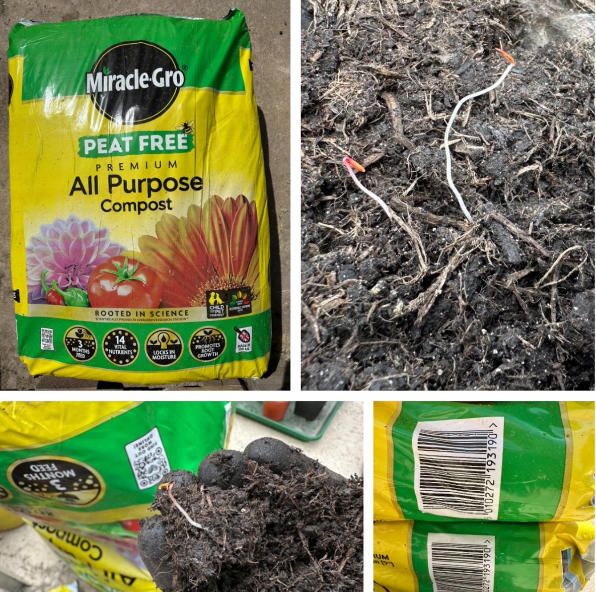 PotteringPolly's tweet image. Has anyone else using miracle gro compost got weeds growing in the bag? Looks awfully like ground elder too 😱
I bought 6 bags from Wickes so will now have to maul them all back for a refund 😡 Won’t be buying again!
@MiracleGro #weeds #GardeningX