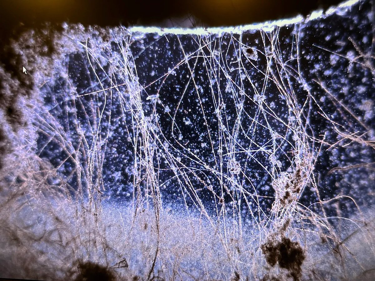 NikoMcCarty's tweet image. Cable bacteria were discovered more than a decade ago, but I haven't seen a deep article on them yet.
Last year, I visited Aarhus University in Denmark (where they were discovered) to learn more about them. So let me break down why I think these microbes are so fascinating...…