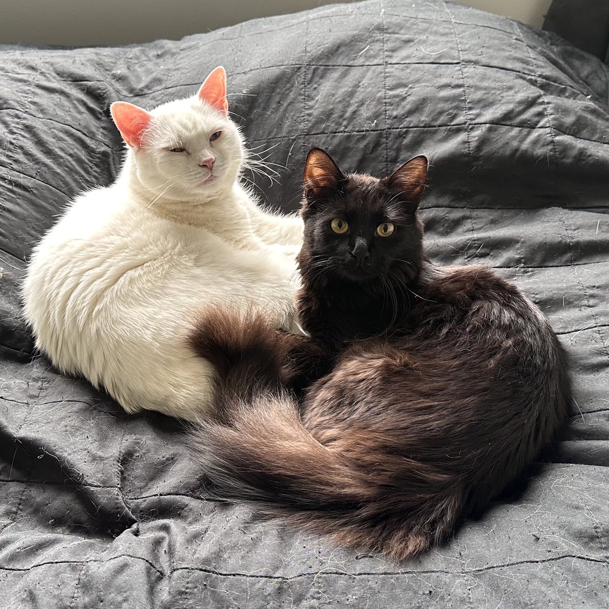 elektradaillon's tweet image. чб