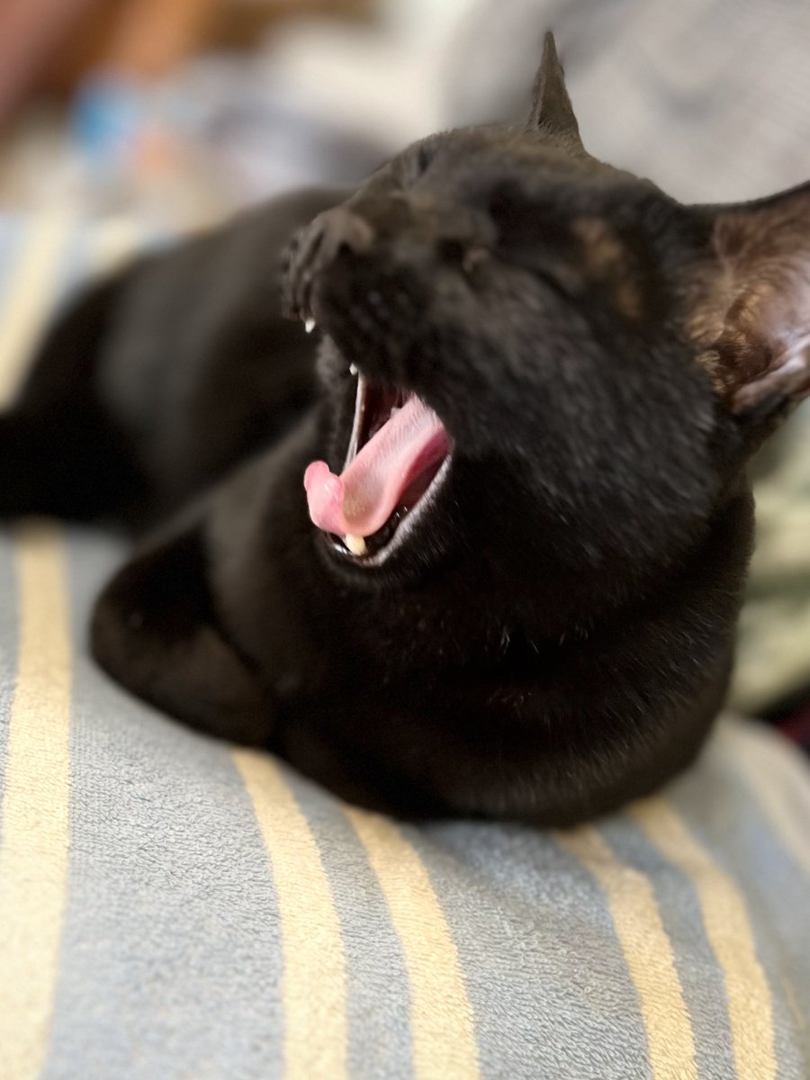 セラのおうちでは「おいも」という猫を飼っているんですが、ポーズの参考として実家の猫様にご協力いただいてます🙏 