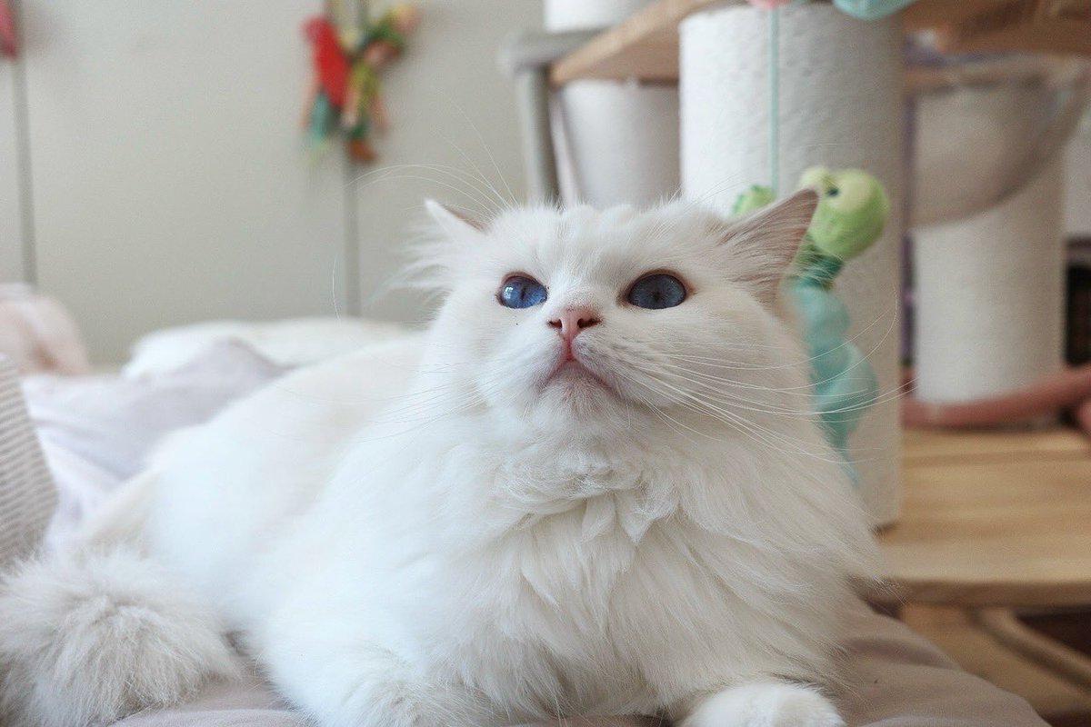 marlowfellow's tweet photo. another day of living the dream 🏠💖
#seablossom🪻

.

#ragdolls #ragdoll #cats #ragdollcat #ragdollsofinstagram #ragdollworld #ragdollcats #ragdollkitten #ragdollthailand #catsofinstagram #ragdolllovers #pleasantcats #แมวอ้วน #แมวน่ารัก #แมว #แมวแร็กดอลล์ #lilacragdoll https://t.co/yKY4hJTG21