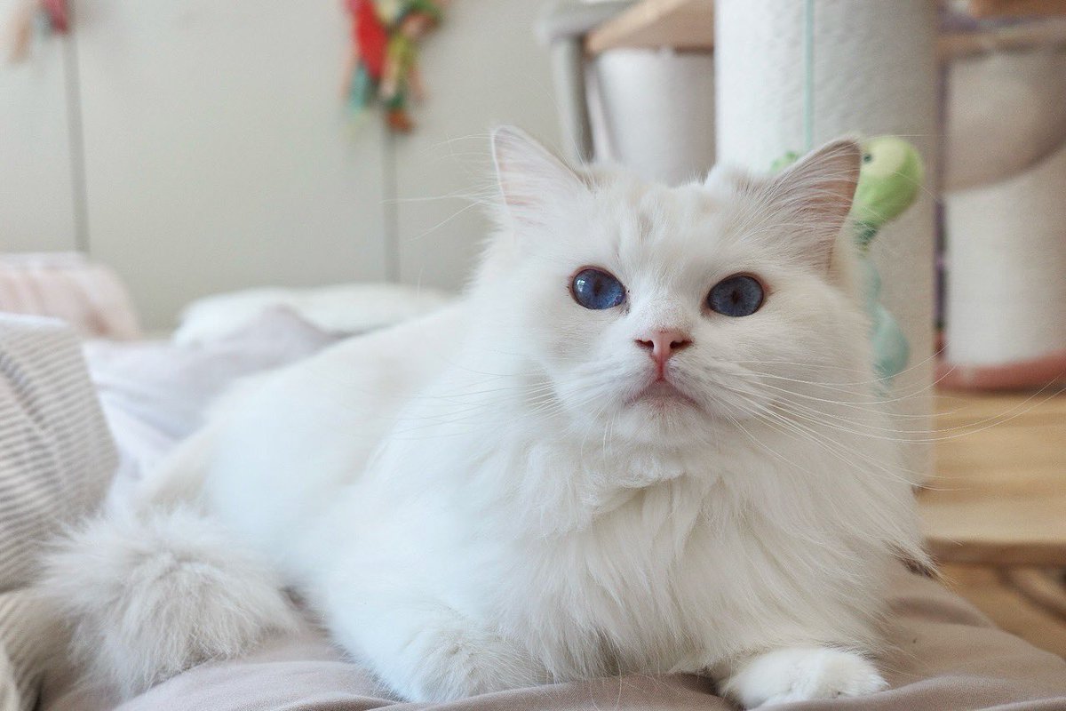 marlowfellow's tweet photo. another day of living the dream 🏠💖
#seablossom🪻

.

#ragdolls #ragdoll #cats #ragdollcat #ragdollsofinstagram #ragdollworld #ragdollcats #ragdollkitten #ragdollthailand #catsofinstagram #ragdolllovers #pleasantcats #แมวอ้วน #แมวน่ารัก #แมว #แมวแร็กดอลล์ #lilacragdoll https://t.co/yKY4hJTG21
